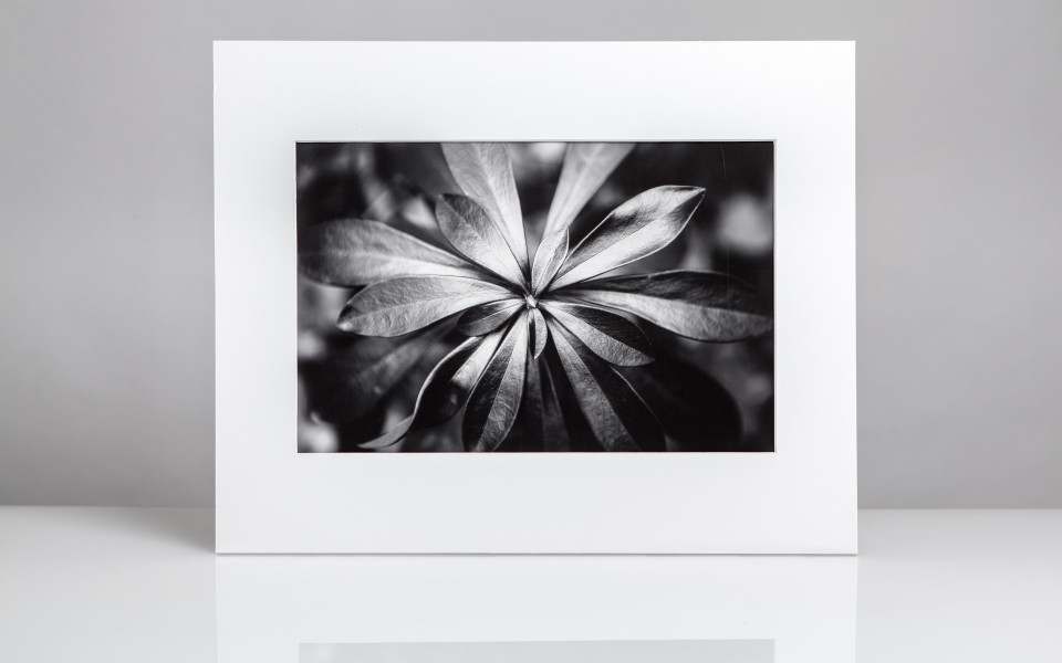 silver leaf