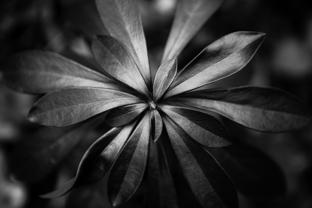 de herbis