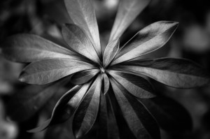 5 Daphne laureola